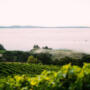 Mt. Veeder Release Announcement | Crossroads Ribolla Gialla and Mountain Blend